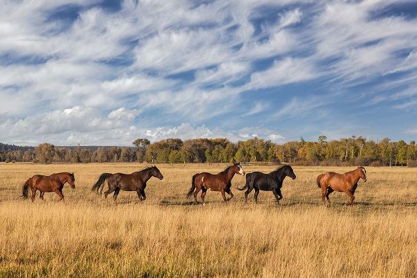 Jones, Adam 아티스트의 Horses just outside-Grand Teton National Park-Wyoming작품입니다.